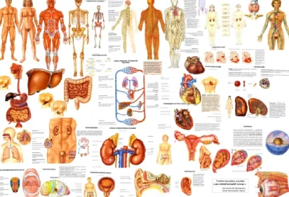 Anatomy & physiology